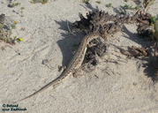 Blanford's Short-nosed Desert Lizard