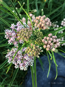 Asclepias fascicularis