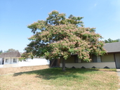 Albizia julibrissin