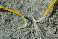 Inula salicina
