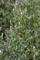Trifolium variegatum var. geminiflorum