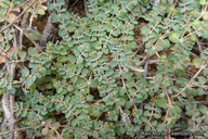 Round-leafed Spurge