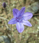 Tritileia laxa