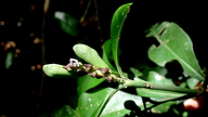 Aphelandra nitida