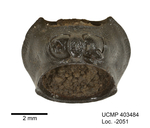Eleodes acuticaudus
