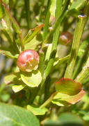 Vaccinium parvifolium