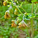 Thalictrum fendleri var. polycarpum