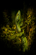 Smith´s Arboreal Alligator Lizard