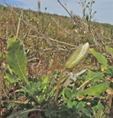 Oenothera deltoides ssp. cognata
