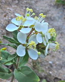 Eremothera boothii ssp. decorticans