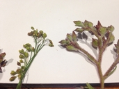 Crocanthemum greenei