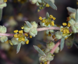 Suaeda nigra