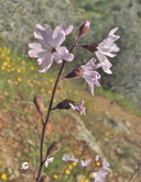 Lithophragma parviflorum var. trifoliatum