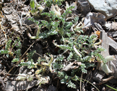 Astragalus piutensis