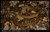 Himalayan Trinket Snake