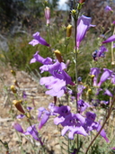 Penstemon heterophyllus var. australis
