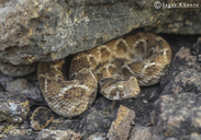 Echis carinatus