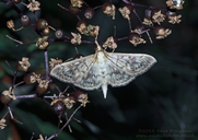 Mother of Pearl Moth