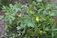 Photo of Hosackia oblongifolia var. cuprea