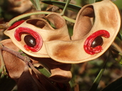 Acacia cyclops