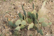 Opuntia polyacantha
