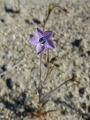 Gilia tenuiflora