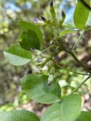 Rupertia physodes
