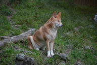 Canis familiaris dingo