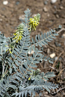 Astragalus giganteus