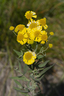 Helenium autumnale