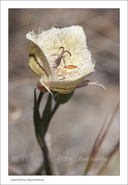 Calochortus tiburonensis