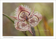 Calochortus tiburonensis