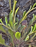 Erigeron divergens