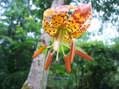 Lilium humboldtii ssp ocellatum