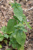 Clinopodium vulgare ssp. vulgare