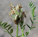 Astragalus agrestis