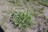 Astragalus bisulcatus var. major