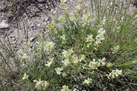 Astragalus flavus var. flavus