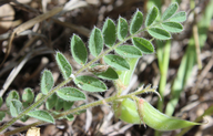 Astragalus parryi