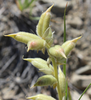Astragalus laxmannii var. robustior