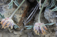 Trifolium andinum