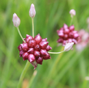 Photo of Allium geyeri var. tenerum