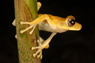 Gunther's Banded Treefrog