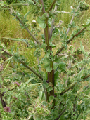 Cirsium fontinale