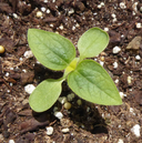 Tithonia rotundifolia