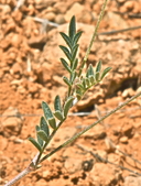 Astragalus nuttallianus