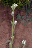 Plagiobothrys kingii var. kingi