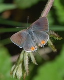 Strymon melinus