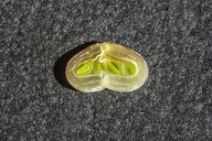 Astragalus missouriensis var. missouriensis
