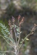 Astragalus missouriensis var. missouriensis